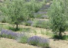 Italy - Lavender and olive trees in Le Marche